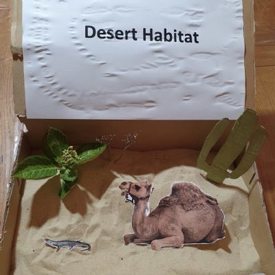 Science - Shoebox Habitat - Vihaan